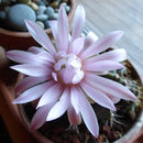 Image of <i>Gymnocalycium friedrichii</i>