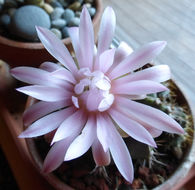 Plancia ëd <i>Gymnocalycium friedrichii</i>