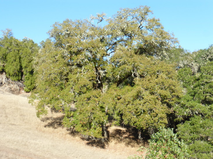 Image of California black oak