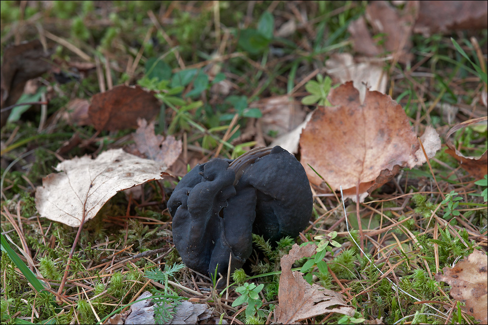 Image of fluted black elfin saddle