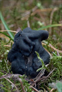 Image of fluted black elfin saddle