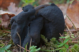 Image of fluted black elfin saddle