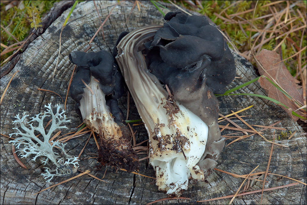 Image of fluted black elfin saddle