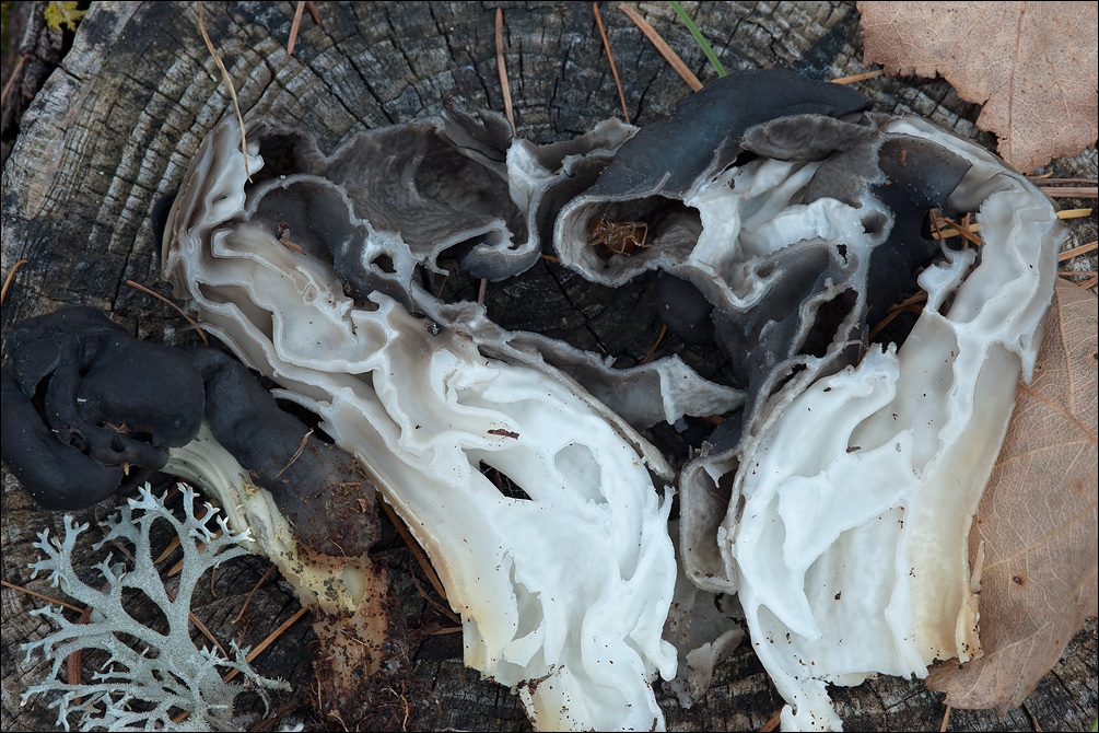 Image of fluted black elfin saddle