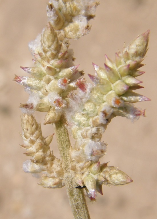 Image of plains snakecotton