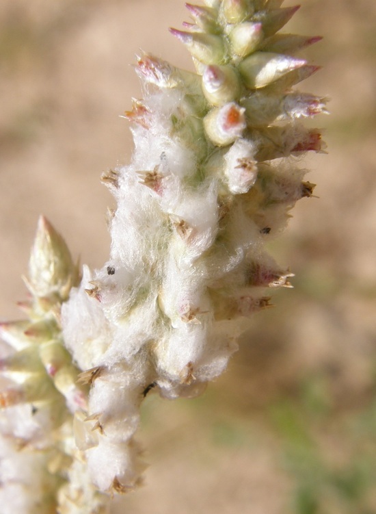 Image of plains snakecotton