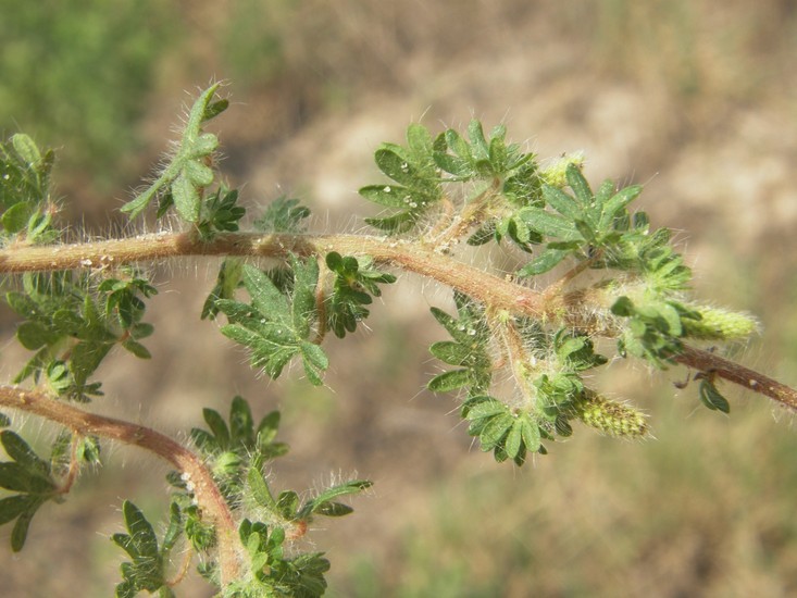 Imagem de Acalypha radians Torr.