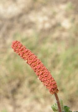 Acalypha radians Torr. resmi