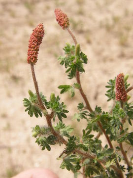 Image de Acalypha radians Torr.