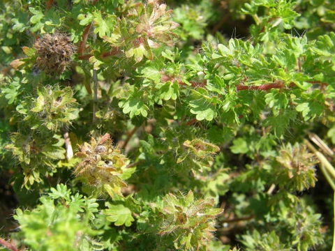 Image of cardinal's feather