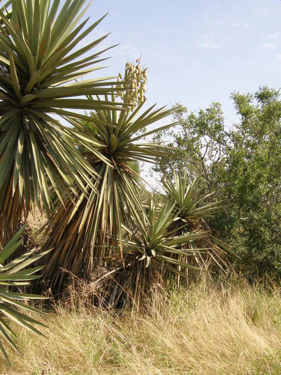 Image of Don Quixote's lace