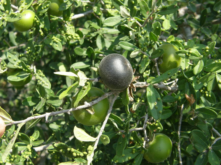 Image of Texas persimmon