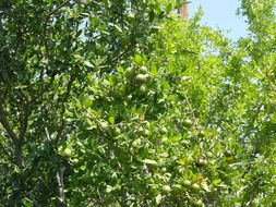 Image of Texas persimmon
