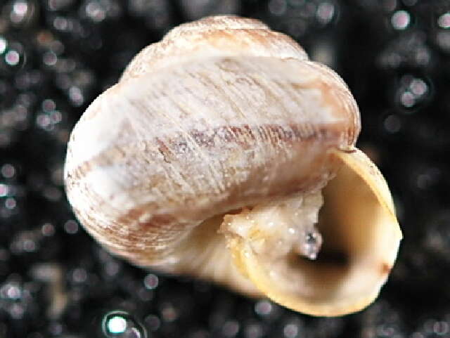 Image of mountain snail