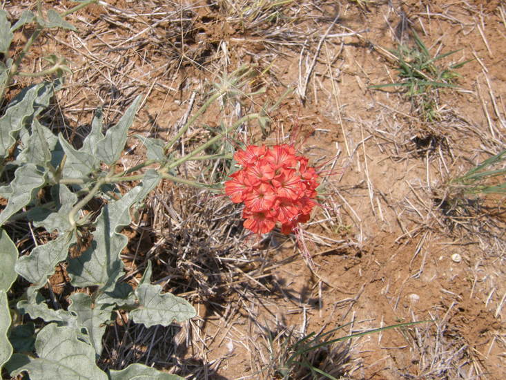 Image of devil's bouquet