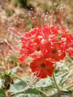 Image of devil's bouquet