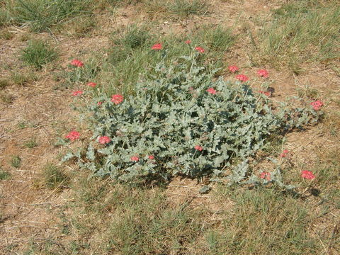 Image of devil's bouquet