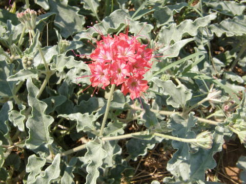 Image of devil's bouquet