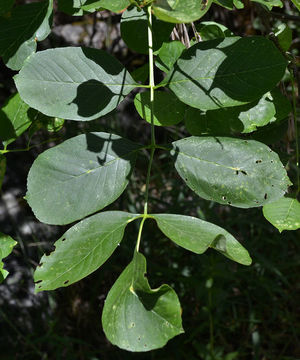 Image of California ash