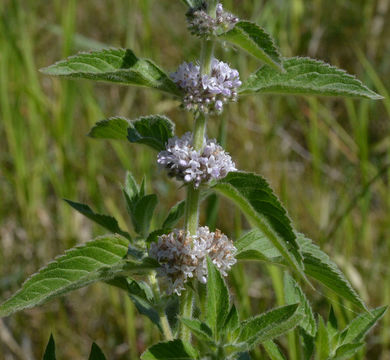 Image of Mentha canadensis L.