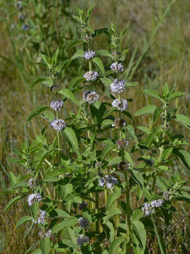 Image of Mentha canadensis L.