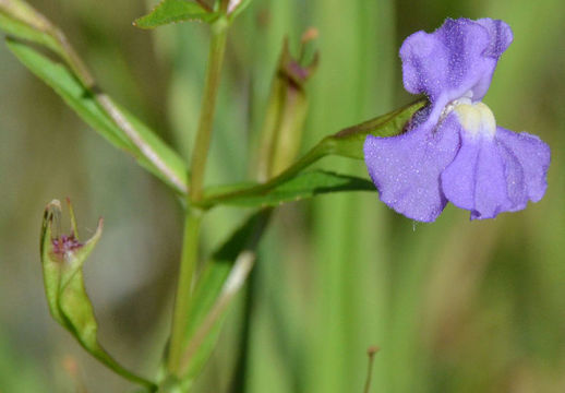 Imagem de Mimulus ringens L.