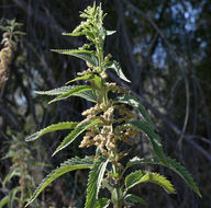 Image of <i>Urtica dioica</i> ssp. <i>holosericea</i>