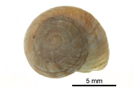 Image of mountain snail