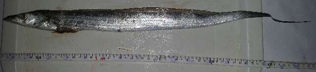 Image of cutlassfishes