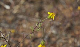 Harmonia nutans (Greene) B. G. Baldwin resmi