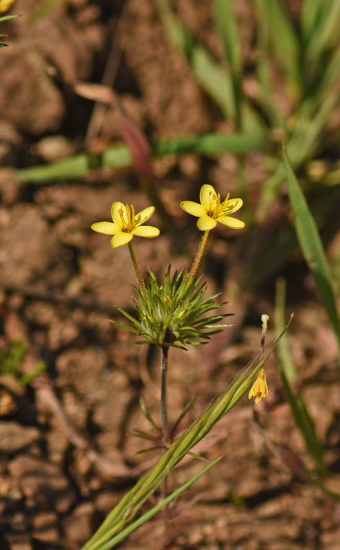 Image of bristly linanthus