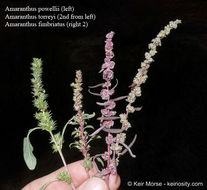 Amaranthus powellii S. Wats. resmi