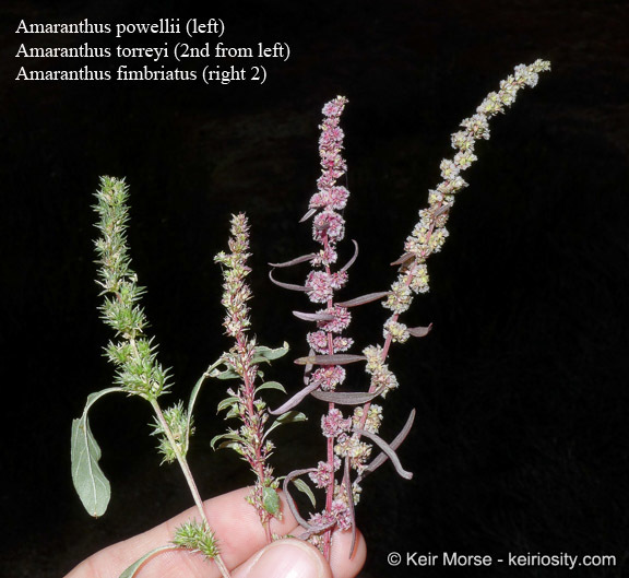 Amaranthus fimbriatus (Torr.) Benth. ex S. Wats. resmi