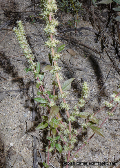 Image of carelessweed