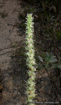 Image of carelessweed