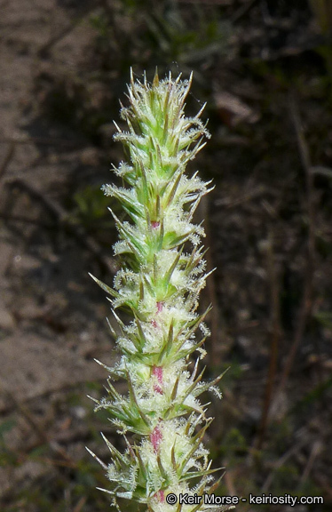 Amaranthus palmeri S. Wats. resmi