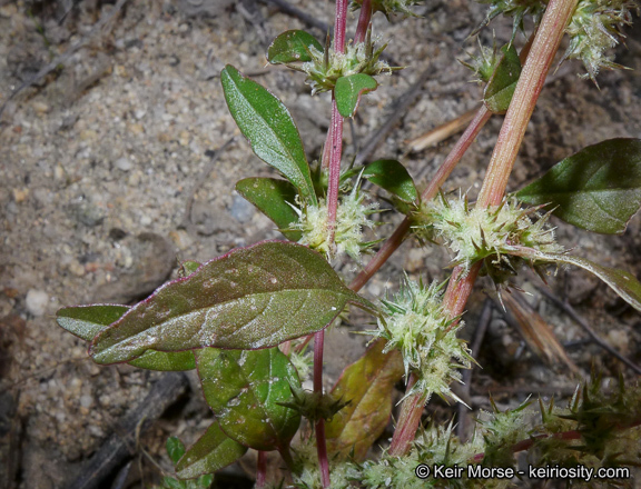 Amaranthus palmeri S. Wats. resmi