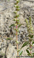 Amaranthus palmeri S. Wats. resmi