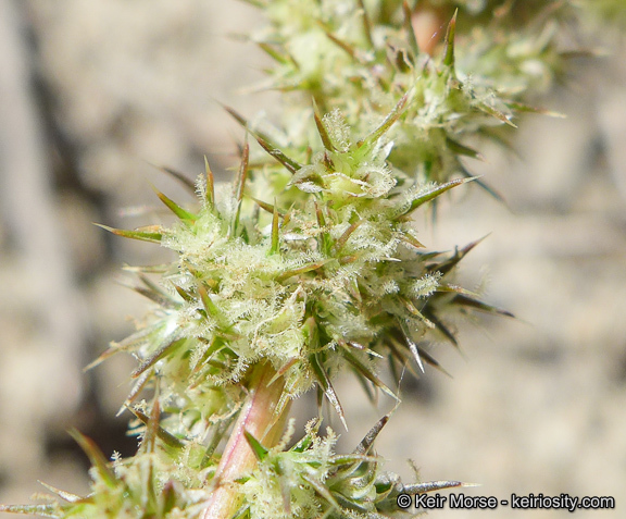 Amaranthus palmeri S. Wats. resmi