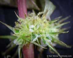 Amaranthus palmeri S. Wats. resmi