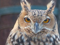 Image of Pharaoh Eagle-Owl