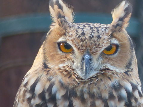 Plancia ëd Bubo ascalaphus Savigny 1809