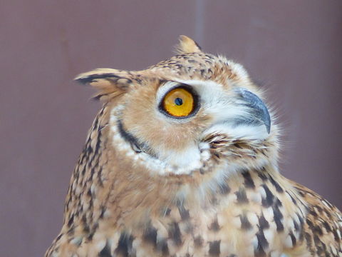 Image of Pharaoh Eagle-Owl