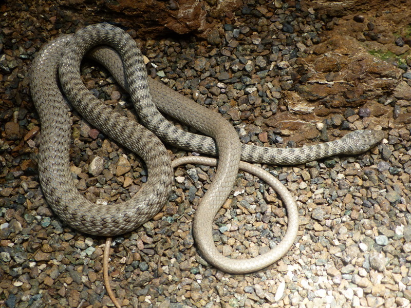 Image of Braid Snake