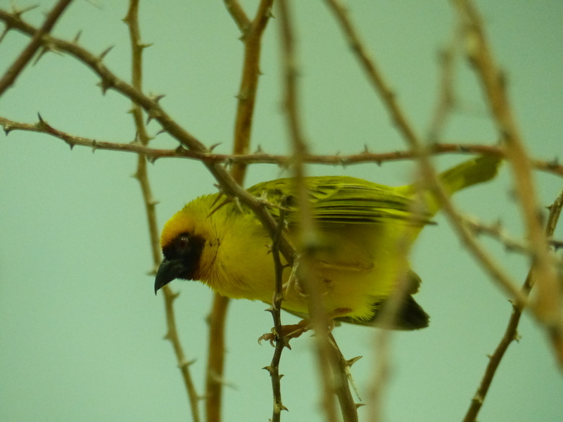 Image of Rueppell's Weaver