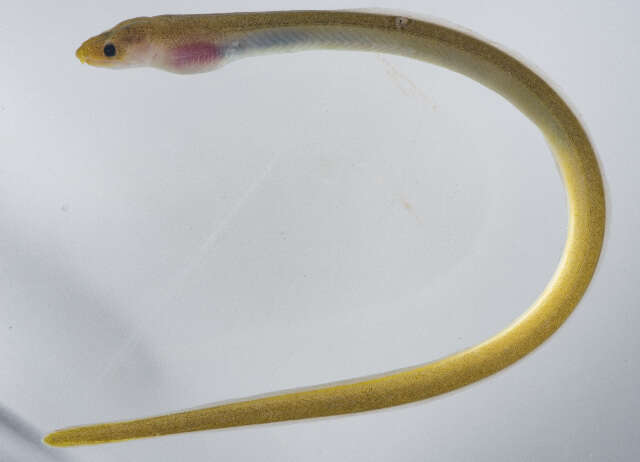 Image of Muraenichthys