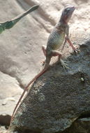 Image of Sinai agama