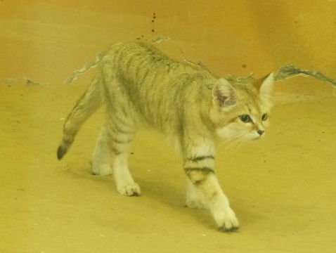 Image of Sand Cat