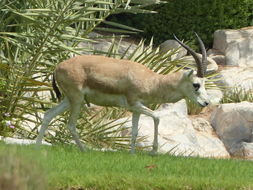 Plancia ëd <i>Gazella subgutturosa marica</i>