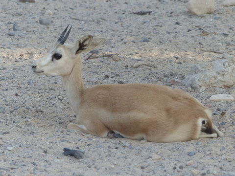 Image of Sand gazelle